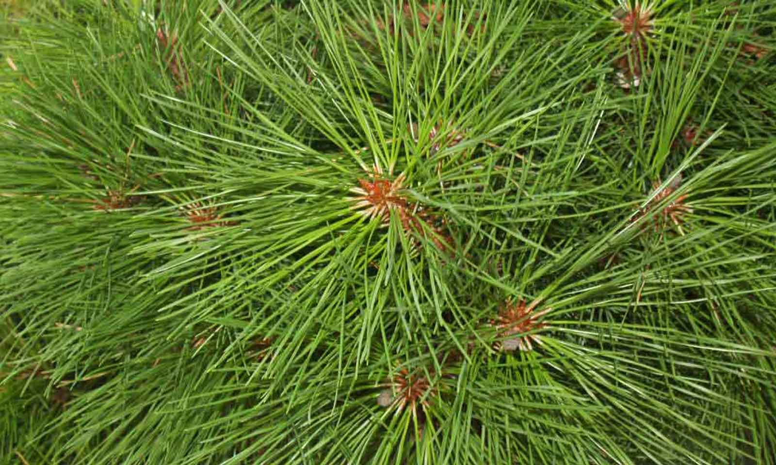 Pinus mugo 'Brepo'®